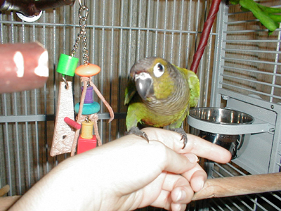 a green cheeked conure