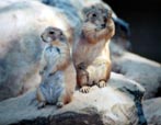 Prarie Dogs