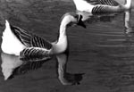 Ducks