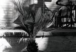 Palm