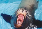 Seal
