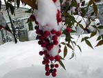 Holly